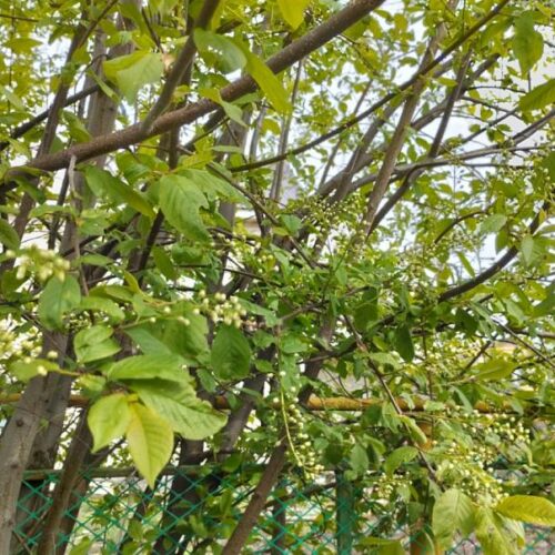 Летняя жара придет в Новосибирск на второй неделе мая